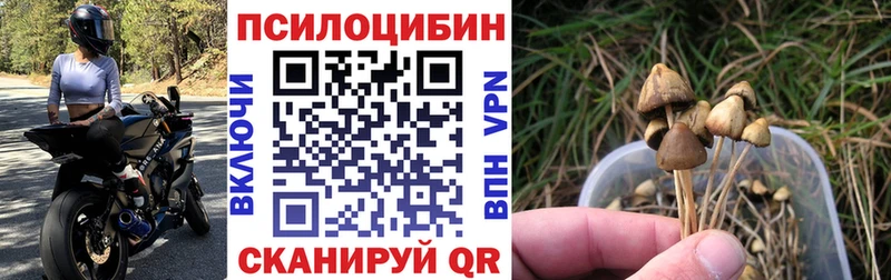 где купить наркотик  Гатчина  Псилоцибиновые грибы мухоморы 