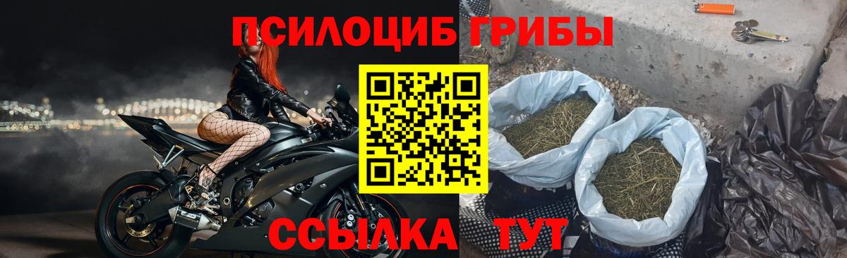 Гатчина  Галлюциногенные грибы прущие грибы  наркотики  Вход с VPN 